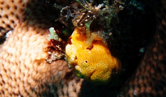 Frog Fish